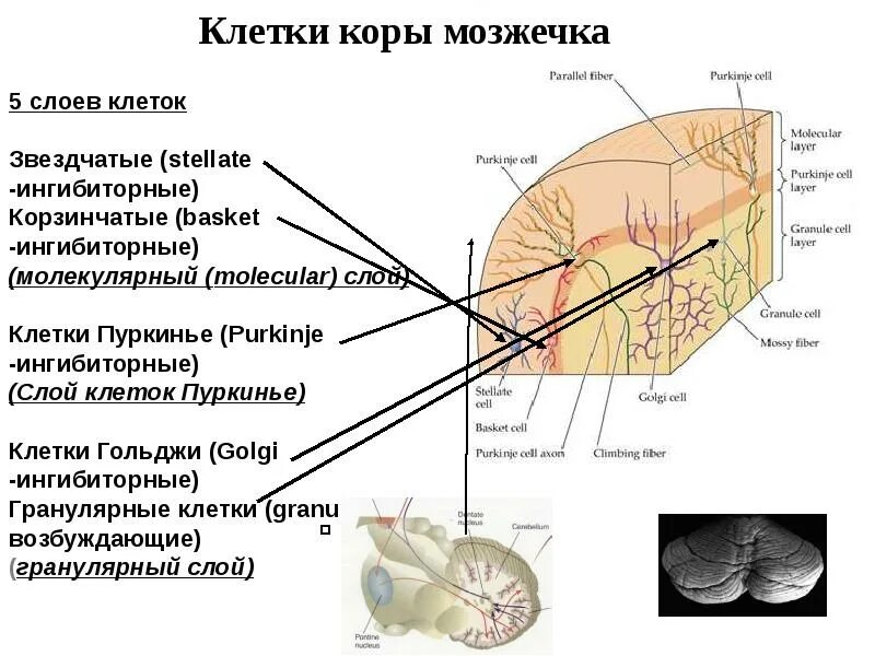 Ткань мозжечка. Слои мозжечка схема. Строение коры мозжечка гистология. Клетки молекулярного слоя мозжечка. Клетки Пуркинье в мозжечке.