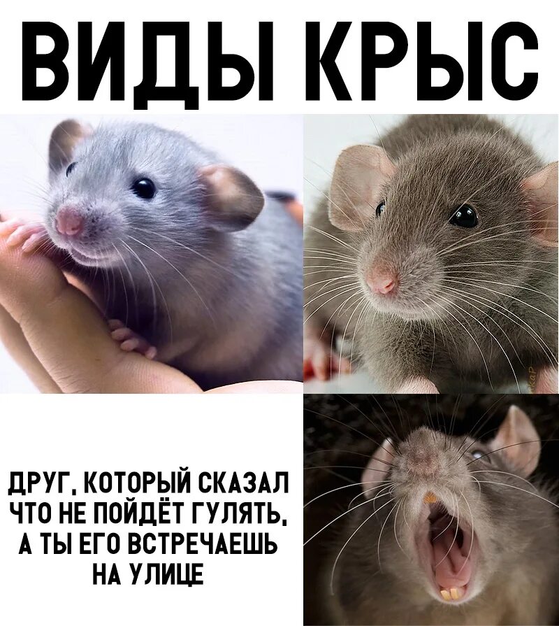 Почему мышь назвали мышью. Мемы с крысами. Шутки про крыс. Крыса Мем.
