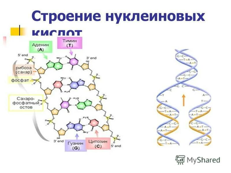 Двойная рнк