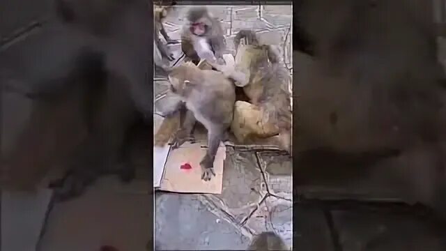 Обезьяна разобрать. Идойя макака 2008 эксперимент. Обезьяна я ворует еду у людей фото. Почему обезьяны воруют чужих детенышей обезьян. Приколы с обезьянами как они воруют еду.