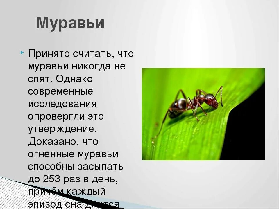 Спят ли муравьи. Муравьи не спят. Правда ли что муравьи никогда не спят.