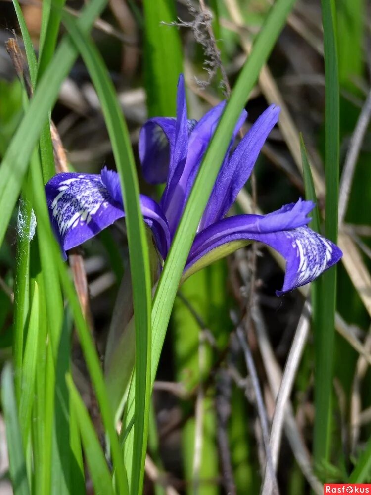 касатик русский.