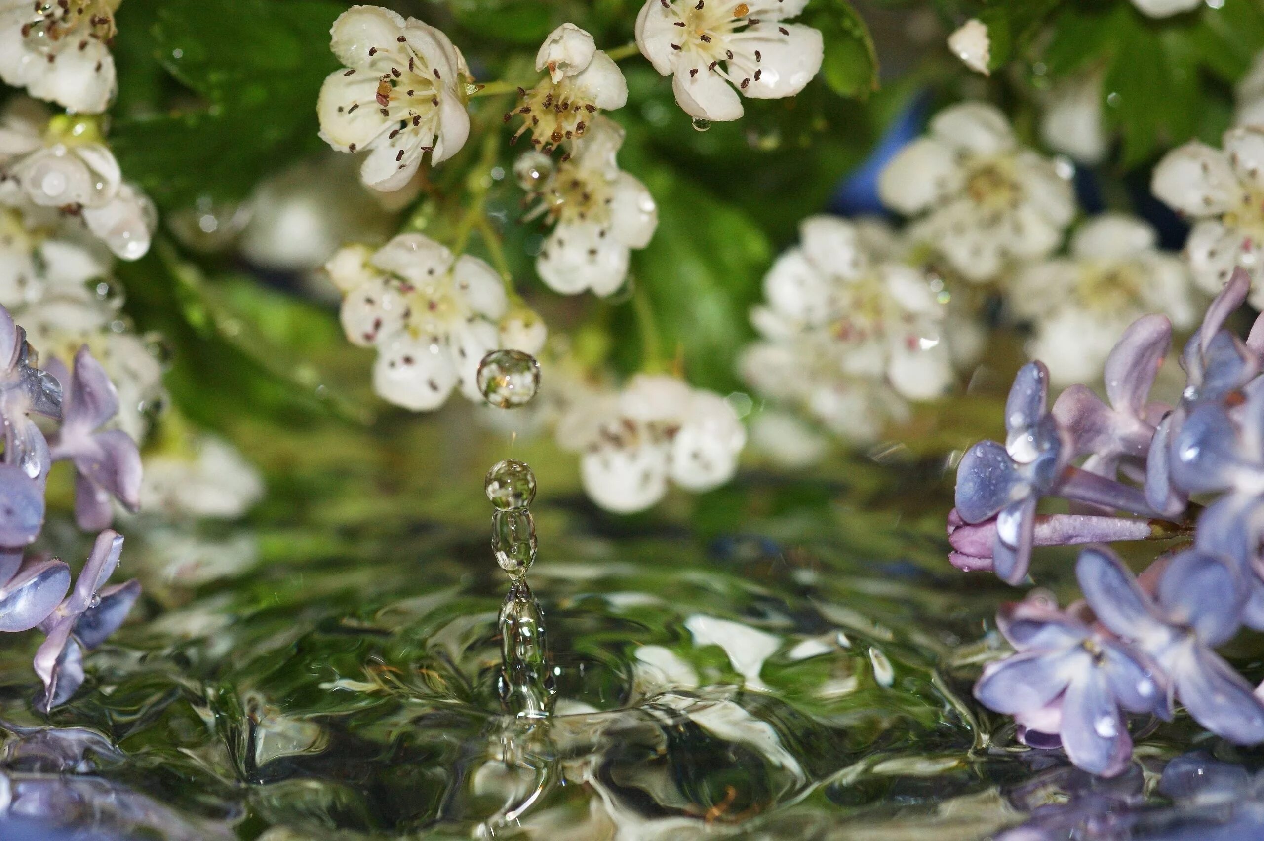Drop flowers. Цветы на фоне воды. Весенняя капель. Цветы на воде.