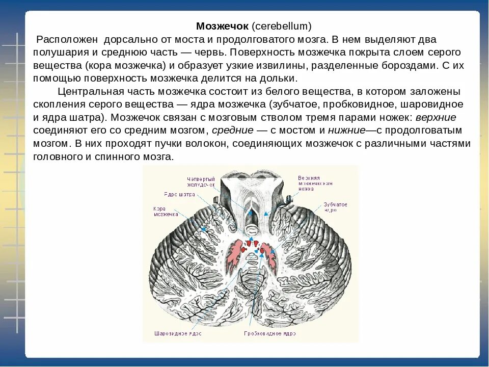 Ткань мозжечка. Серое вещество мозжечка. Функции ядер мозжечка. Извилины мозжечка. Ядра серого вещества мозжечка.