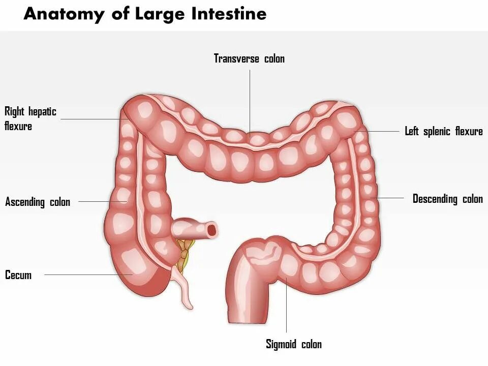 Название толстого кишечника. Макет Толстого кишечника. Толстый кишечник анатомия.