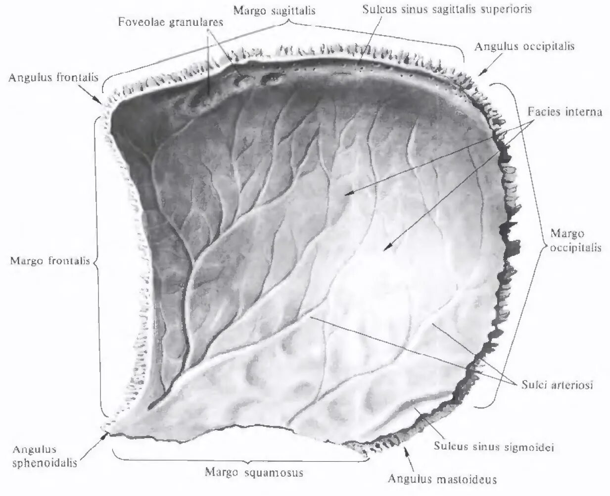 Sulcus sinus латынь. Sulcus sinus латынь