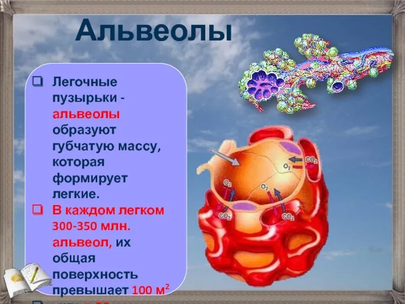 Легочные пузырьки в легких. Альвеолы. Легочные пузырьки. Альвеолы это. Пузырьки альвеолы.