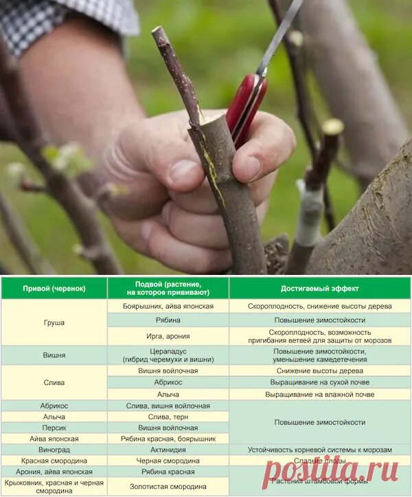 Можно ли совмещать прививку. Привой подвой таблица. Таблица прививки плодовых деревьев. Прививка яблони подвой привой. Совместимость плодовых деревьев для прививки.
