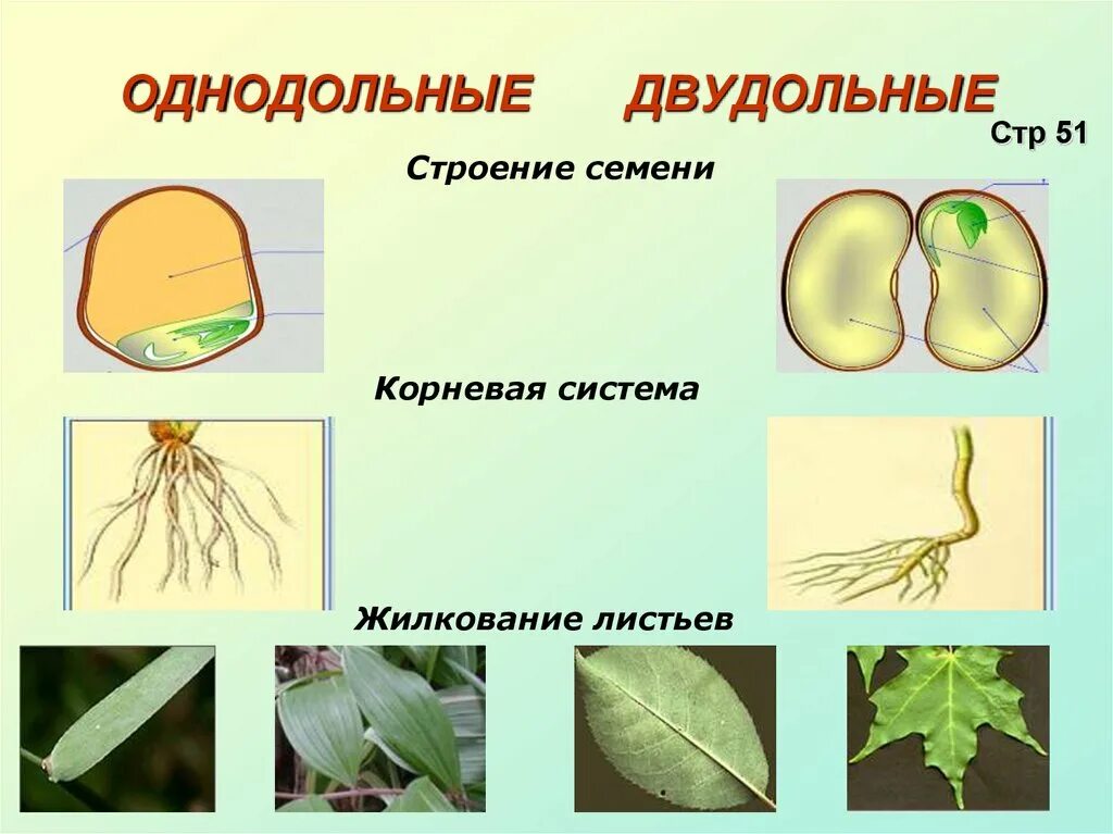 Хвойные двудольные. Система однодольных и двудольных растений. Однодольные цветковые растения. Двудол ные Однодольные. Покрытосеменные Однодольные или двудольные.