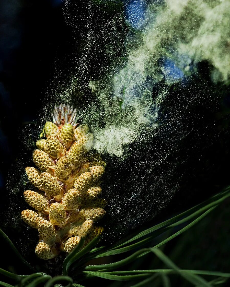 Мужская шишка. Пыльца шишки сосны обыкновенной. Пыльца сосны обыкновенной. Пыльца пицундской сосны. Сосновая пыльца Pinus pollen, Pinus.