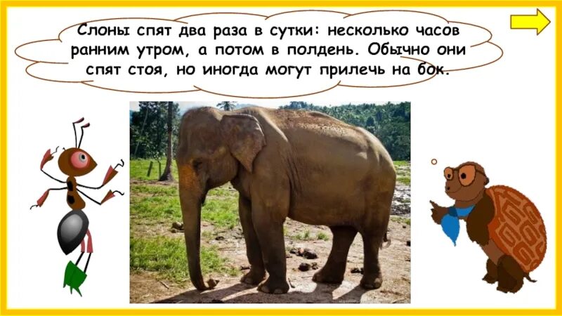 Слоник жив. Где живут слоны презентация. Слоны обитают. Где живут слоны. Слоны окружающий мир 1 класс.