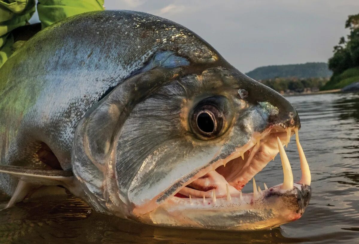 Рыбы 10 класс. Скумбриевидный гидролик (Payara). Скумбриевидный гидролик рыба вампир. Паяра рыба вампир. Река Амазонка рыба Пиранья.