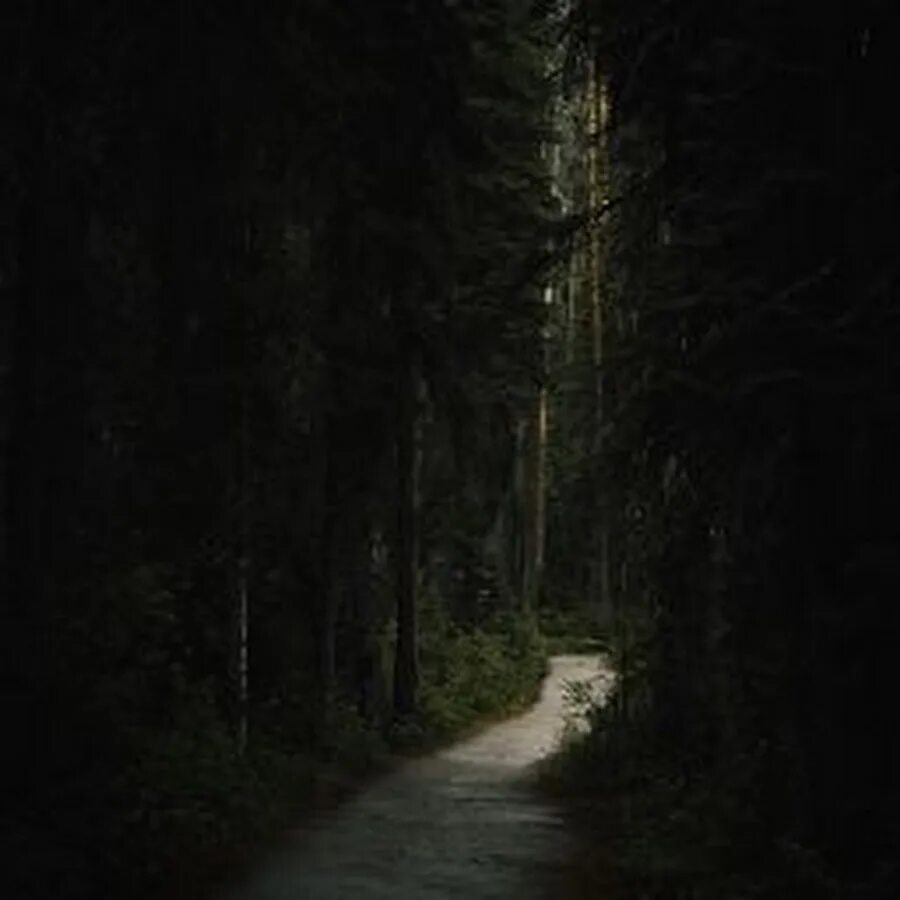 Ночной лес. Лесная тропа ночью. Тропинка в лесу. Темный лес с тропинкой. Страшная тропинка.