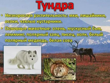 Какие растения и животные обитают в тундре