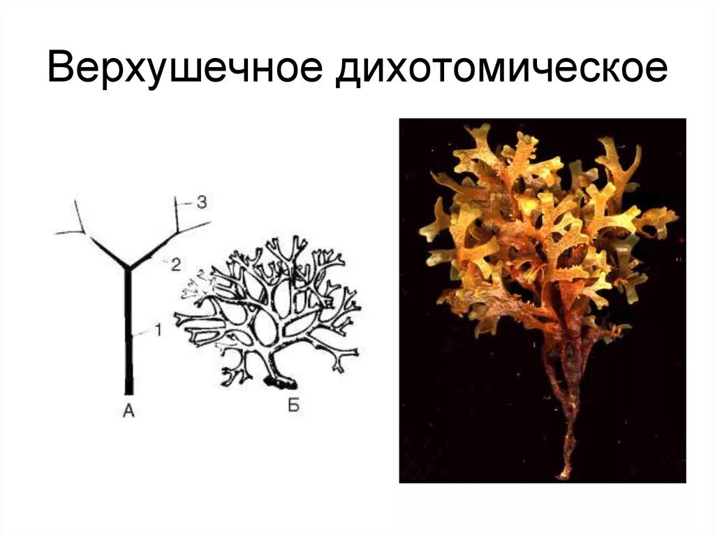 Нарастание растений. Дихотомическое ветвление побега. Дихотомическое ветвление корня. Типы ветвления дихотомическое моноподиальное. Типы ветвления побегов дихотомическое.