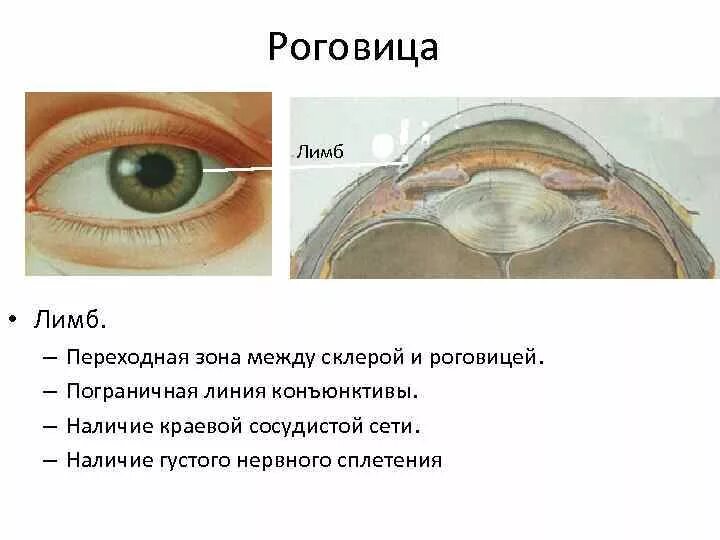 Зона глаз. Строение глаза конъюнктива склера. Лимб роговицы анатомия. Строение глаза склера роговица.