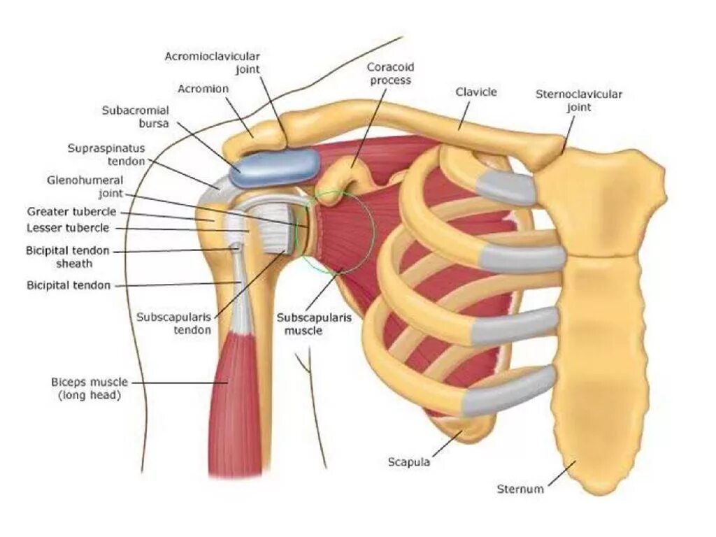 Анатомия плечевого сустава. Плечевой сустав анатомия. Акромион мышцы. Плечо сустав анатомия ключица. Ключица мышцы анатомия строение.