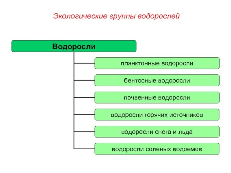 Природная группа. Экологические группы водорослей. Экологические группы водорослей таблица. Экологические группы зеленых водорослей. Перечислите экологические группы водорослей.