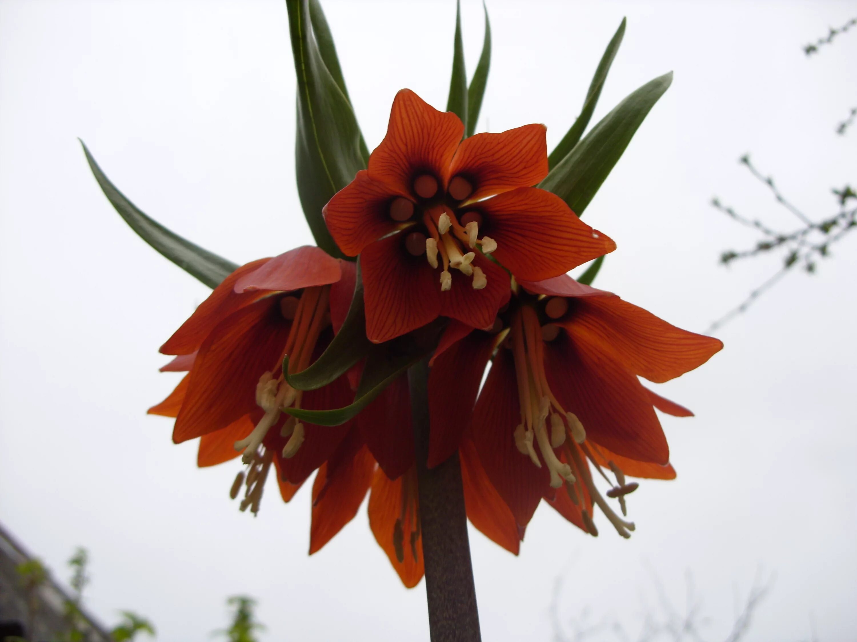 Цветок похожий на лилию на толстом. Рябчик Императорский. Лилия- Fritillaria Imperialis. Лилия клубненосная. Лилия клубненосная оранжевая.