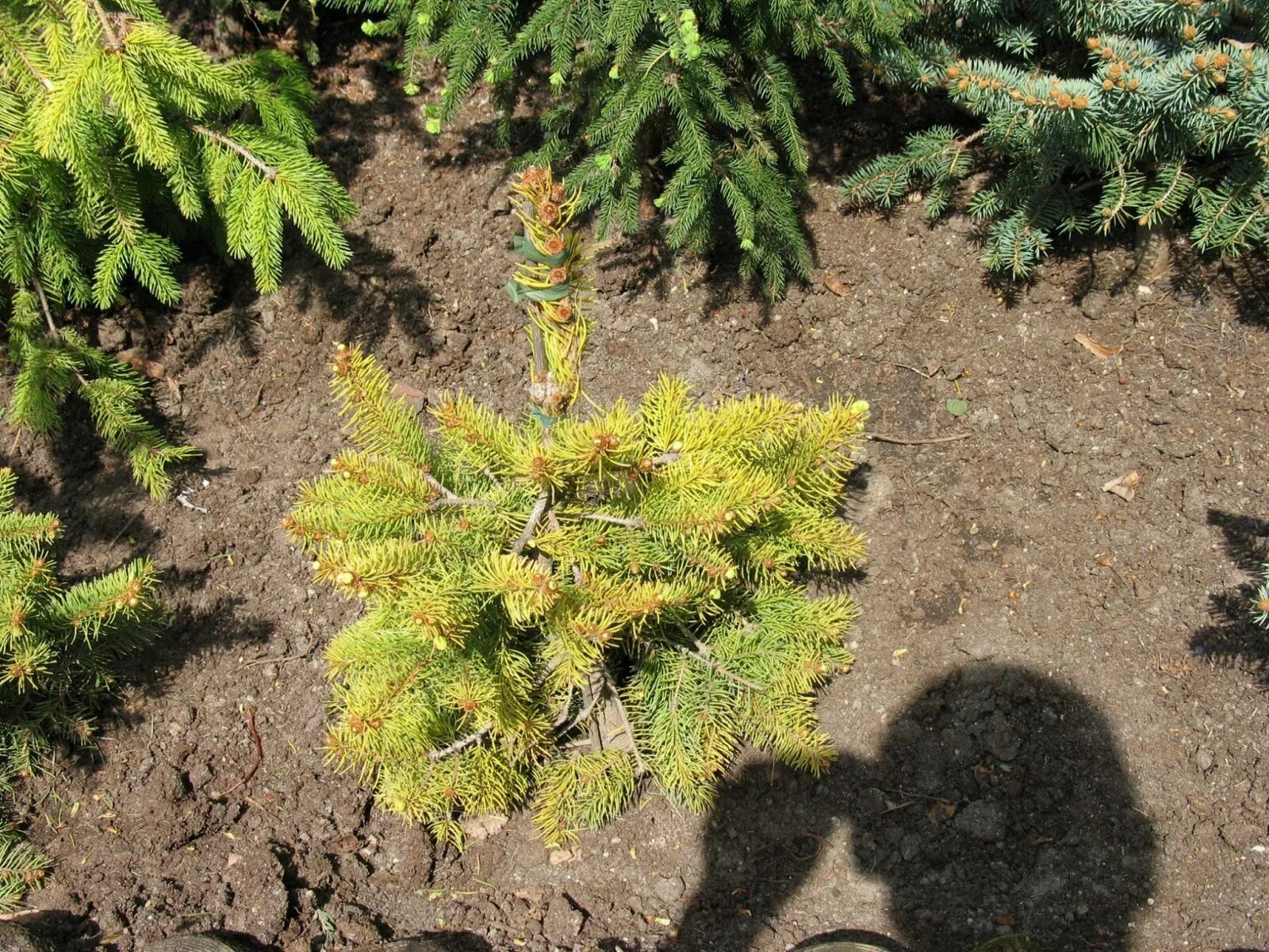 Picea aurea. Ель обыкновенная ауреа. ель обыкновенная ауреа магнифика. ель обыкновенная aurea. ель обыкновенная magnifica aurea.