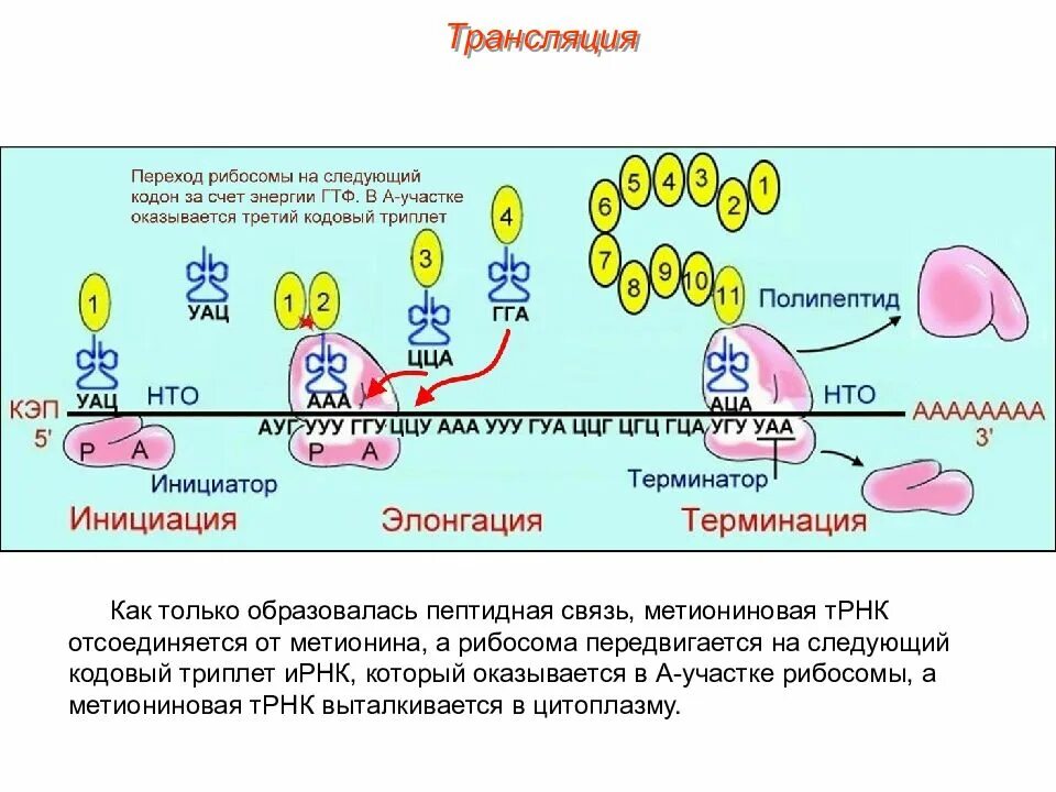 Рибосомы синтезируют полипептиды. Схема синтеза белка в рибосоме трансляция. Трансляция Биосинтез белка на рибосоме. Образование пептидных связей Биосинтез белка. Синтез полипептида на рибосоме.