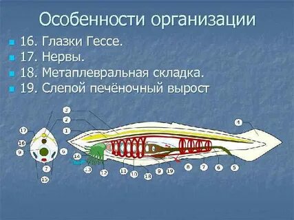 Глаза гессе