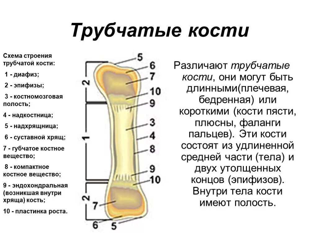 Какая структура обеспечивает кости в ширину. Схема строения трубчатой кости человека. Строение длинной трубчатой кости. Строение длинных трубчатых костей. Составные части трубчатой кости рисунок.