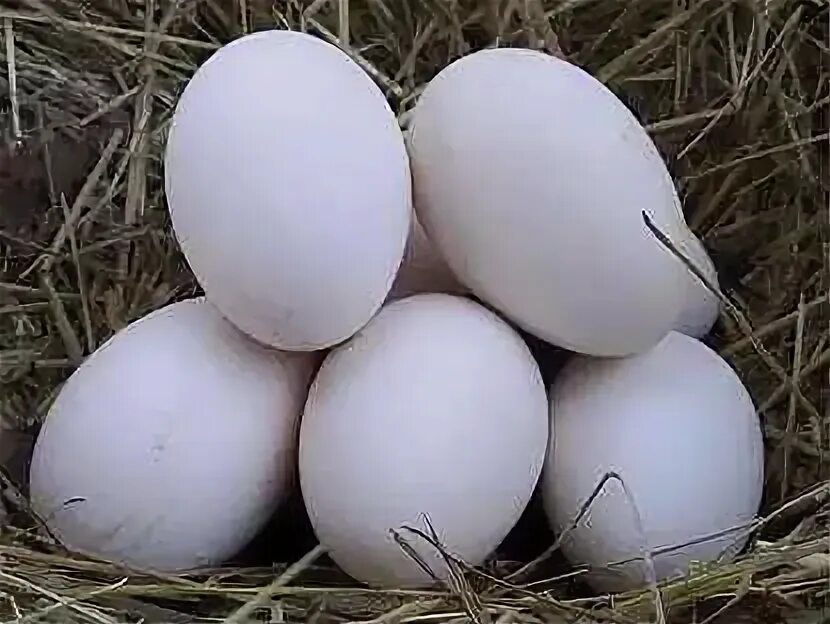 Сколько стоит десяток гусиных яиц. Авито гуси яйцо. Сколько стоит десяток яиц гусиных. Гусиные яйца цена за десяток. Гусиные яйца купить.