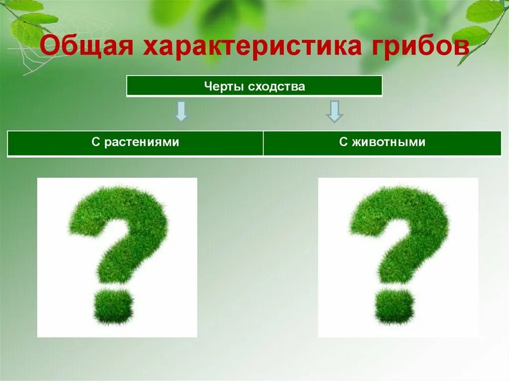 Сходством грибов с растениями является. Грибы и растения сходства. Общая характеристика грибов черты сходства. Грибы сходство с растениями и животными. Общая характеристика грибов черты сходства с растениями с животными.