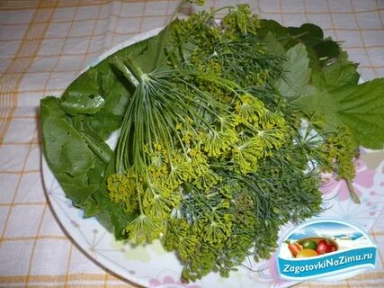 Зонтики укропа для засолки