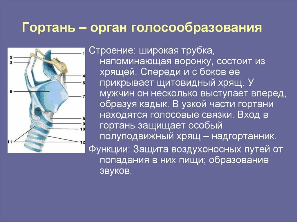 В какую систему органов входит гортань. Строение гортани биология 8 класс. Гортань: строение, топография, функции кратко. Гортань строение и функции. Гортань строение и функции 8 класс биология.