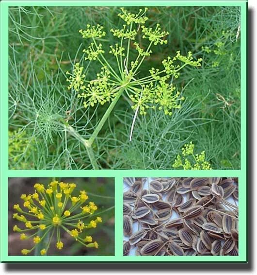 Укроп отвечает. Фенхель огородный. Anethum graveolens. Укроп пахучий. Укроп огородный.