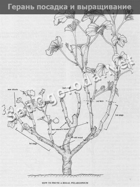 Обрезают ли герань весной. Обрезка герани. Обрезка пеларгонии. Схема обрезки герани. Обрезка высоких пеларгоний.