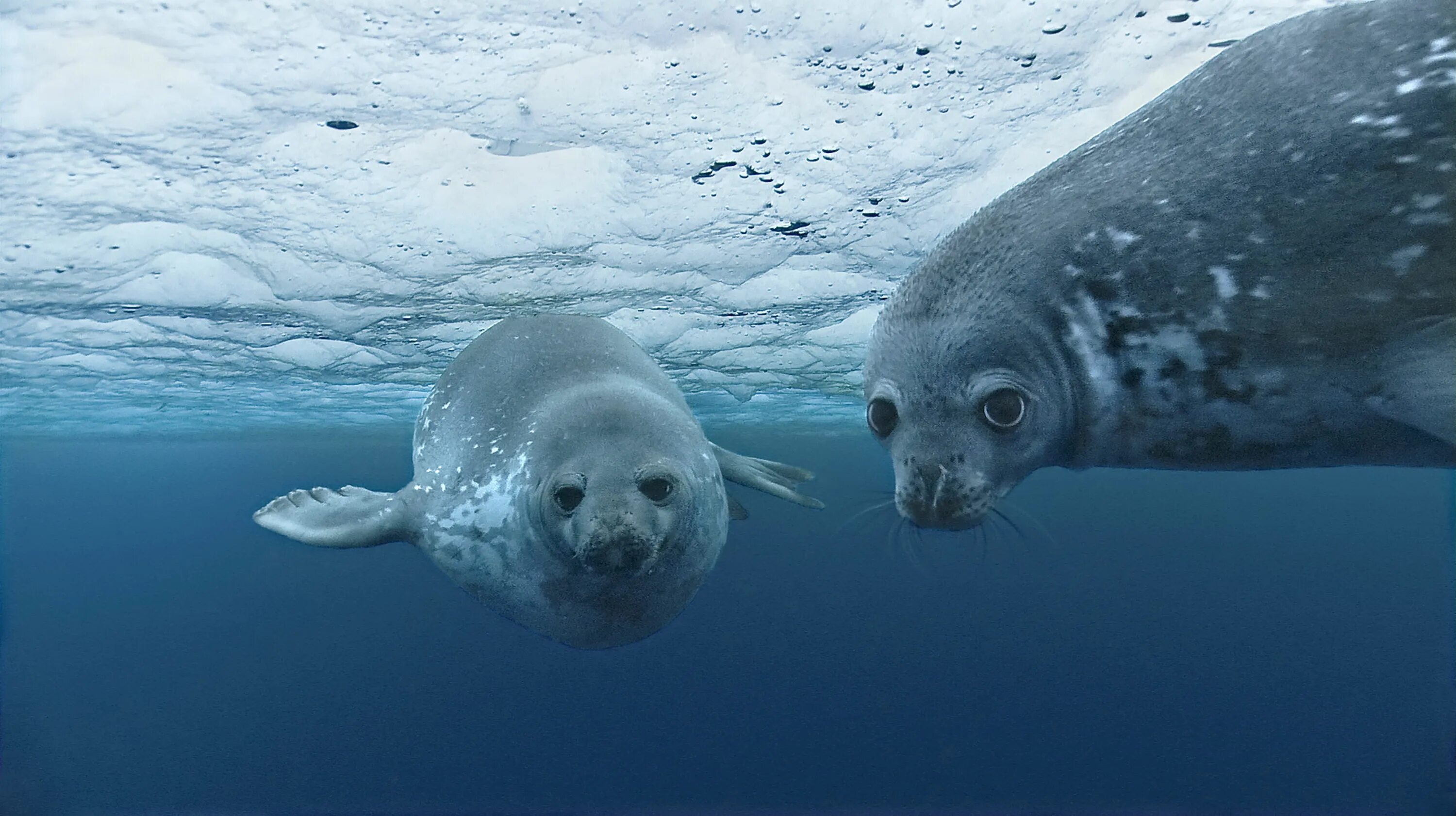 Тюлень Уэдделла. Морские котики в Северном Ледовитом океане. Тюлень Северного Ледовитого океана. Тюлень Баренцево море.