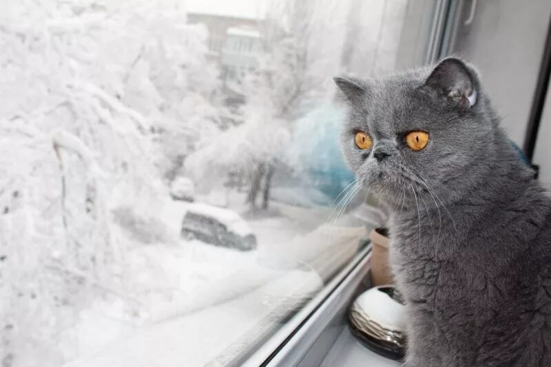 Холодно ли котам на улице