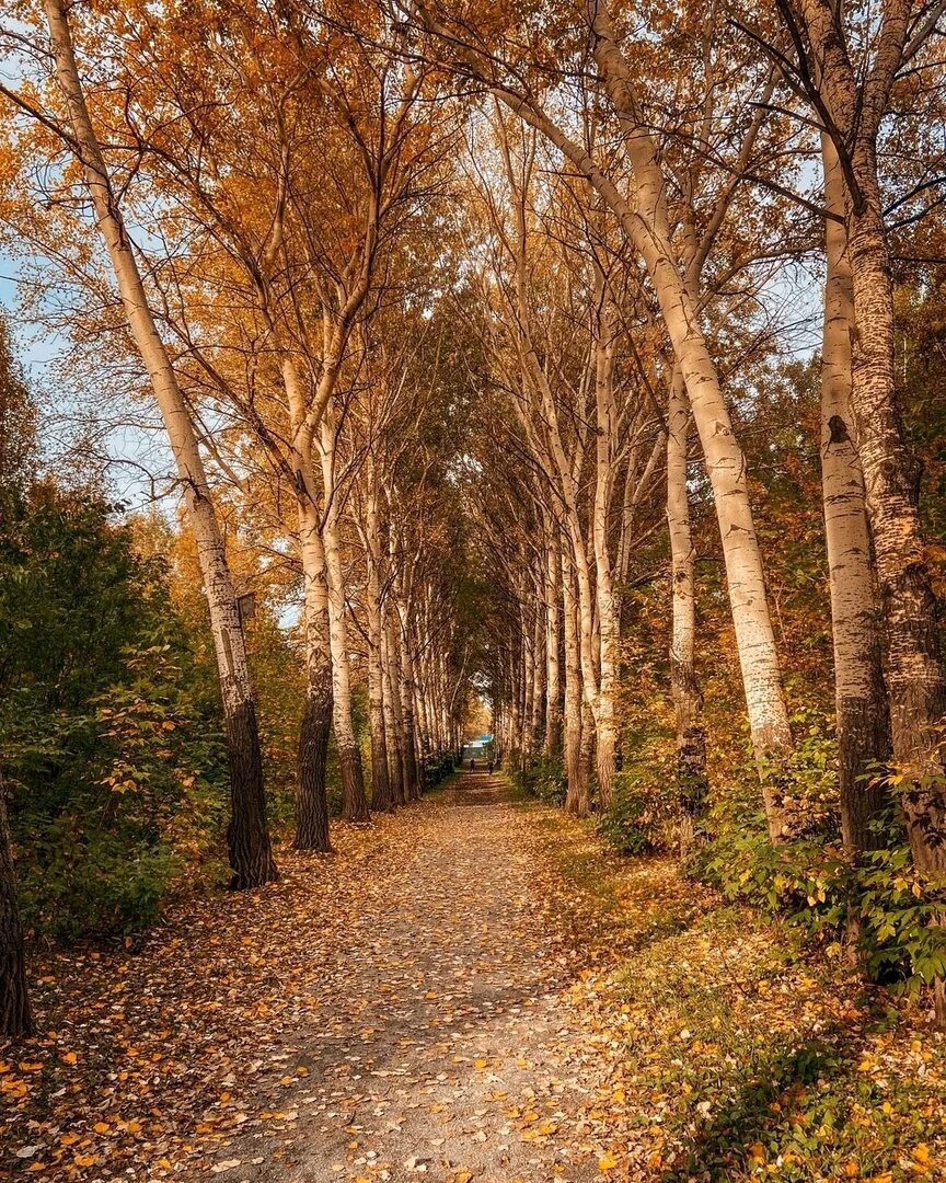 Осенняя 14