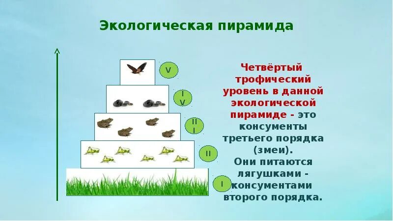 Первый трофический уровень в экосистеме занимают. Трофические уровни. Экологическая пирамида. Гусеница трофический уровень. Кузнечик трофический уровень.