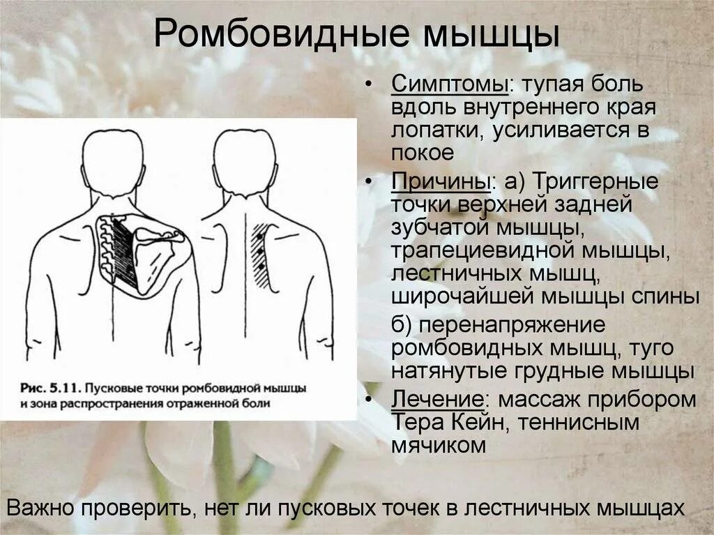 Болит правая рука под лопаткой. Триггерные точки ромбовидной мышцы. Болит ромбовидная мышца. Боль в ромбовидной мышце спины. Триггерные точки зубчатой мышцы.