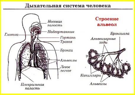 Последовательность структур дыхательной системы
