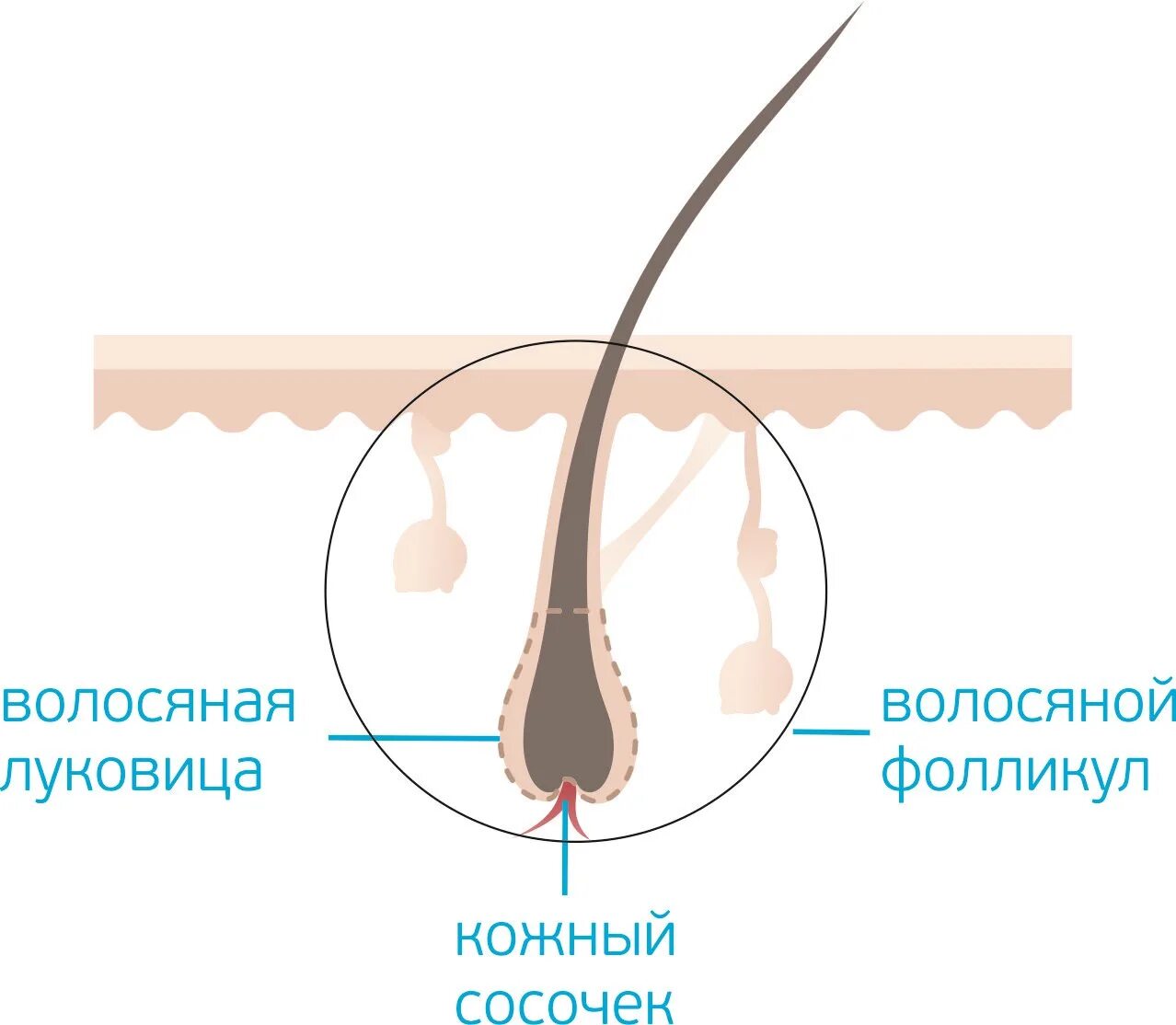 Волосяной фолликул и луковица. Строение волосяного фолликула. Строение волоса фолликул луковица. Волосяная луковица.