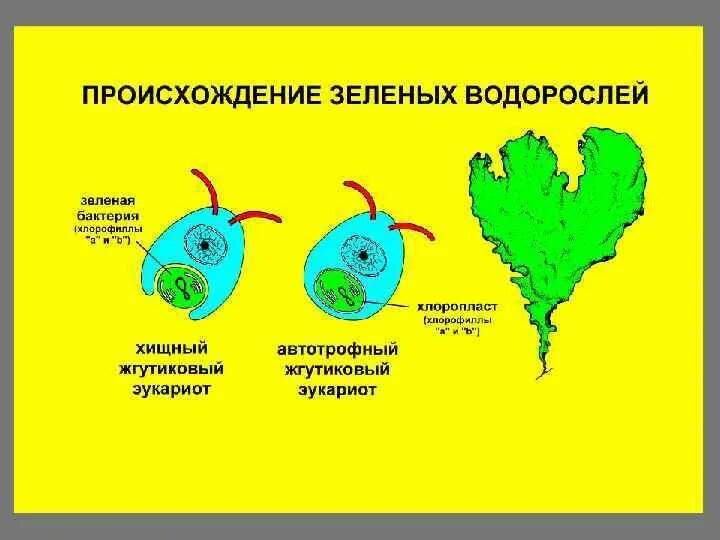 Происхождение бактерий. Бактерии археи и эукариоты. Зелёный происхождение. Археи и бактерии. Бактерии археи эукариоты картинка.