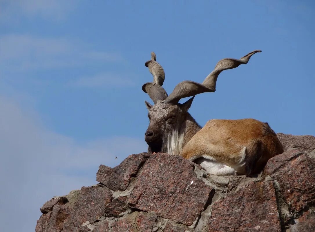 где обитают козлы. винторогий козел иран. винторогий козёл мархур. семьи домашних животных. горный винторогий козел.