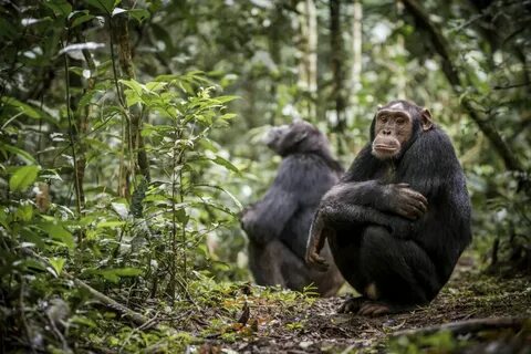 Chimp run