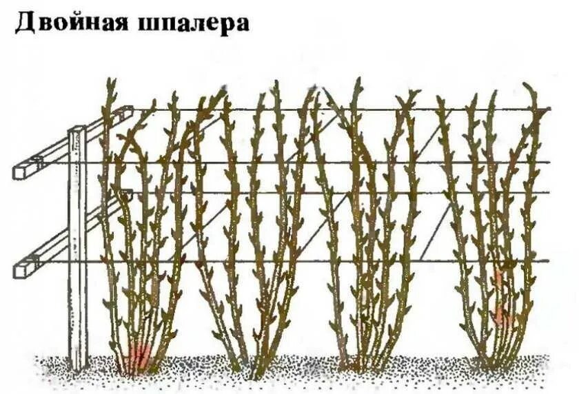 Как правильно посадить ежевику весной