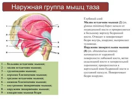 Ягодичная область слои мышц