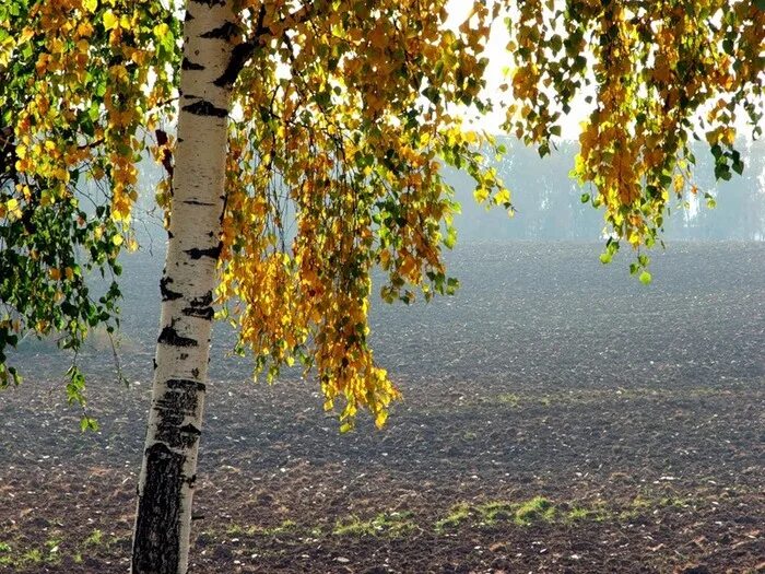 Осенняя Березка. Береза осень. Одинокая береза. Одна береза осенью. Березки надели