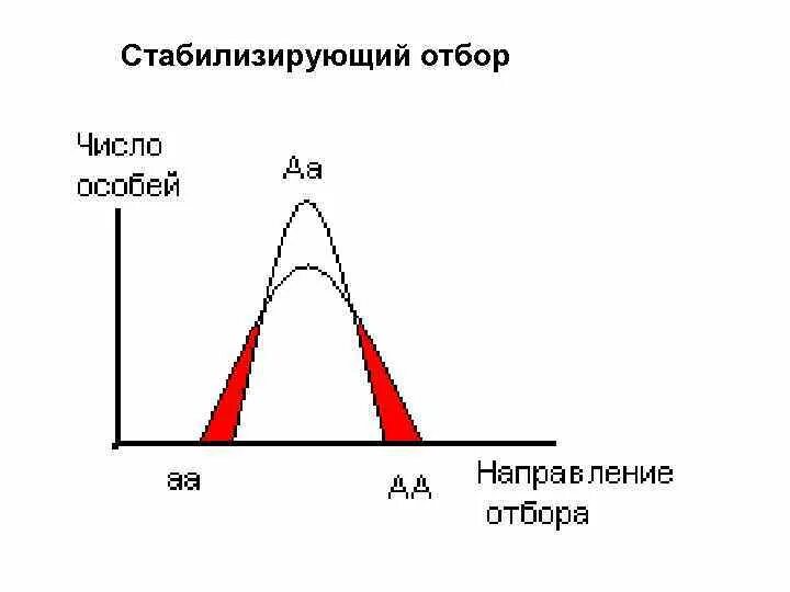 Стабилизирующий отбор в каких условиях. Стабилизирующий отбор. Стабилизирующий отбротбор. Стабилизирующий отбор отбор. Стабилизирующий отбор картинки.