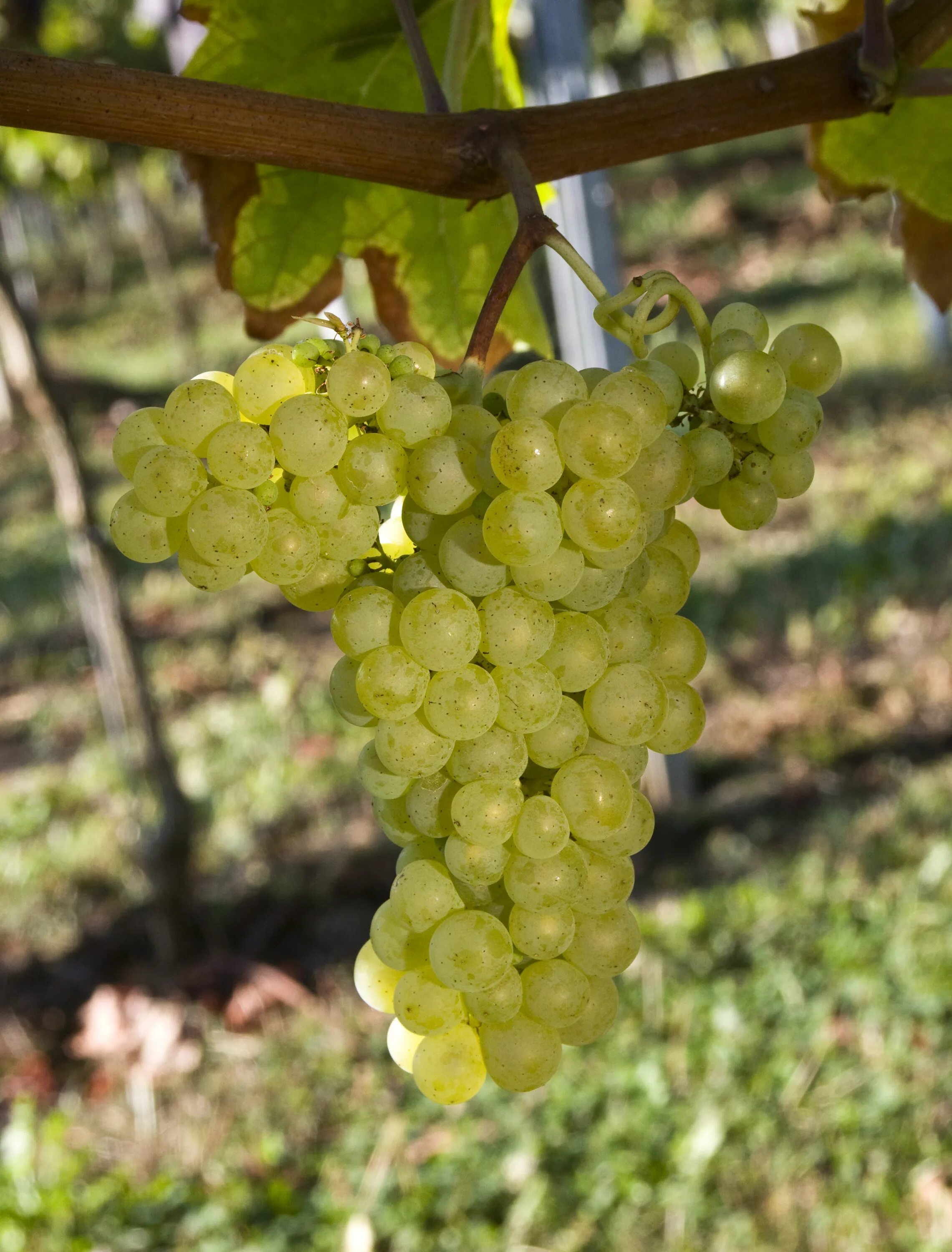 Фриулано сорт винограда. Виноград Токай Фриулано. Виноград Совиньон белый. Совиньон сорт винограда.