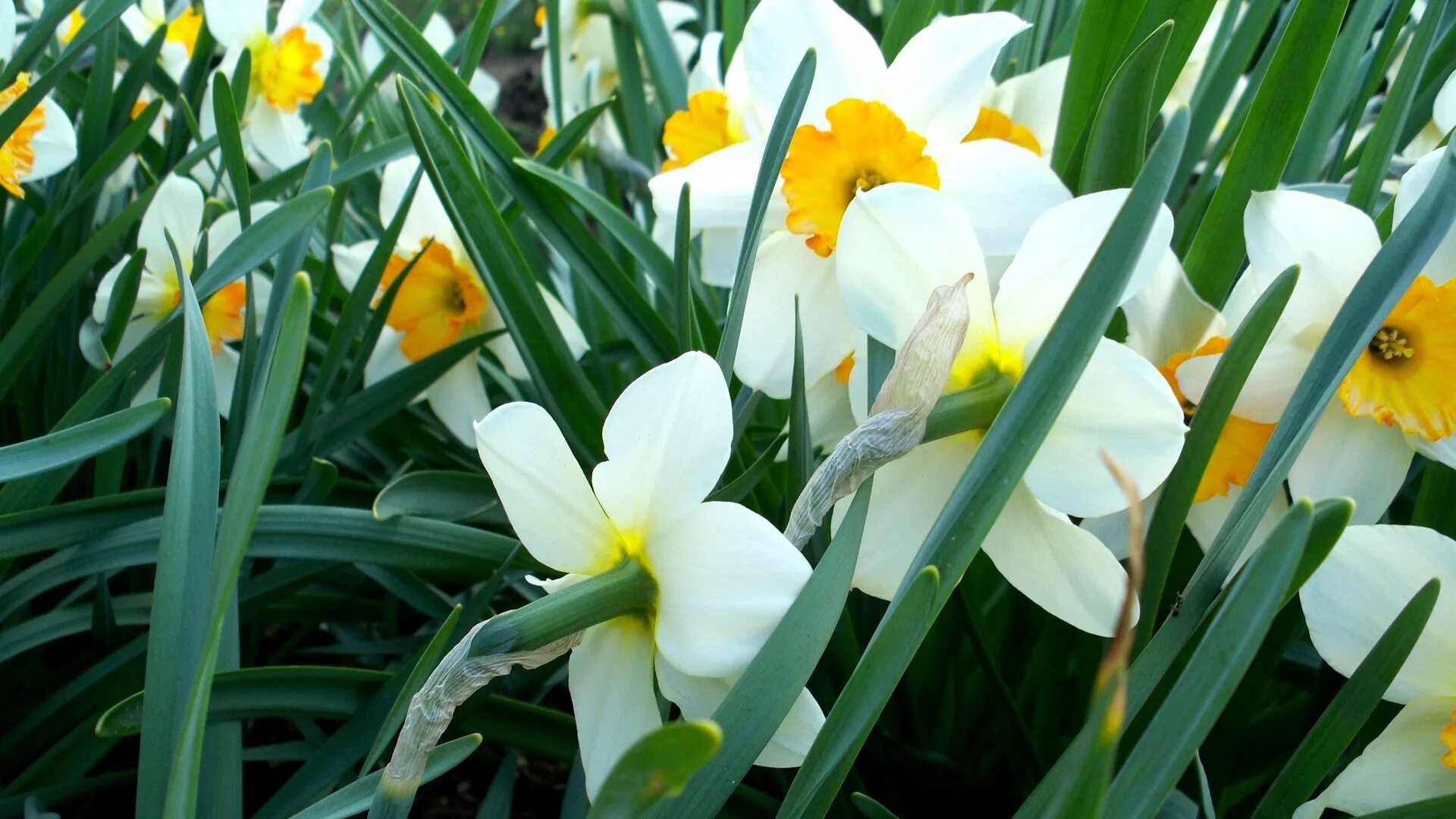 Нарциссы в апреле. Нарцисс долли моллинджер. нарциссы многолетние цветы. нарцисс арктик беллз. нарцисс вейв.