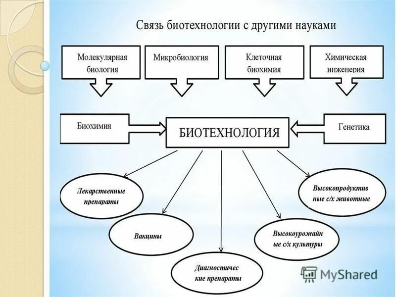 Виды связей в экологии